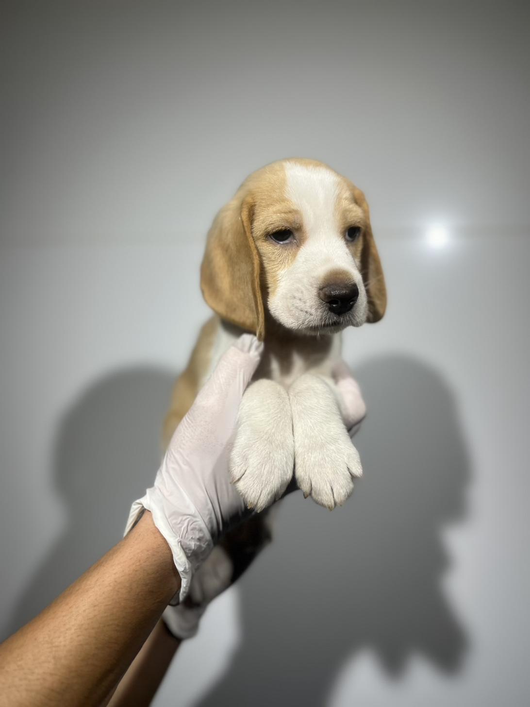 埼玉県のビーグル (ペッツスマイル加須インター店/2025年9月18日生まれ/男の子/レモンホワイト)の子犬の4枚目の画像