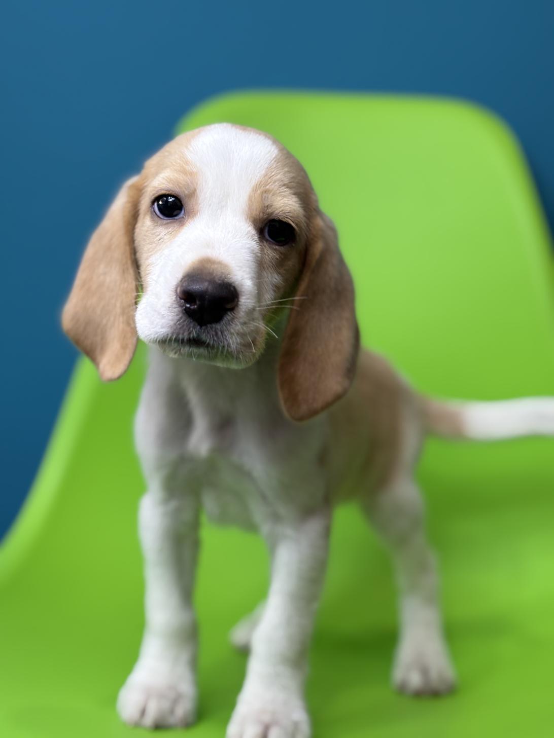 埼玉県のビーグル (ペッツスマイル加須インター店/2025年9月18日生まれ/男の子/レモンホワイト)の子犬の4枚目の画像