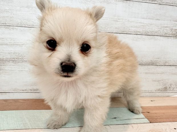 2026年1月9日生まれのチワワ(ロング)