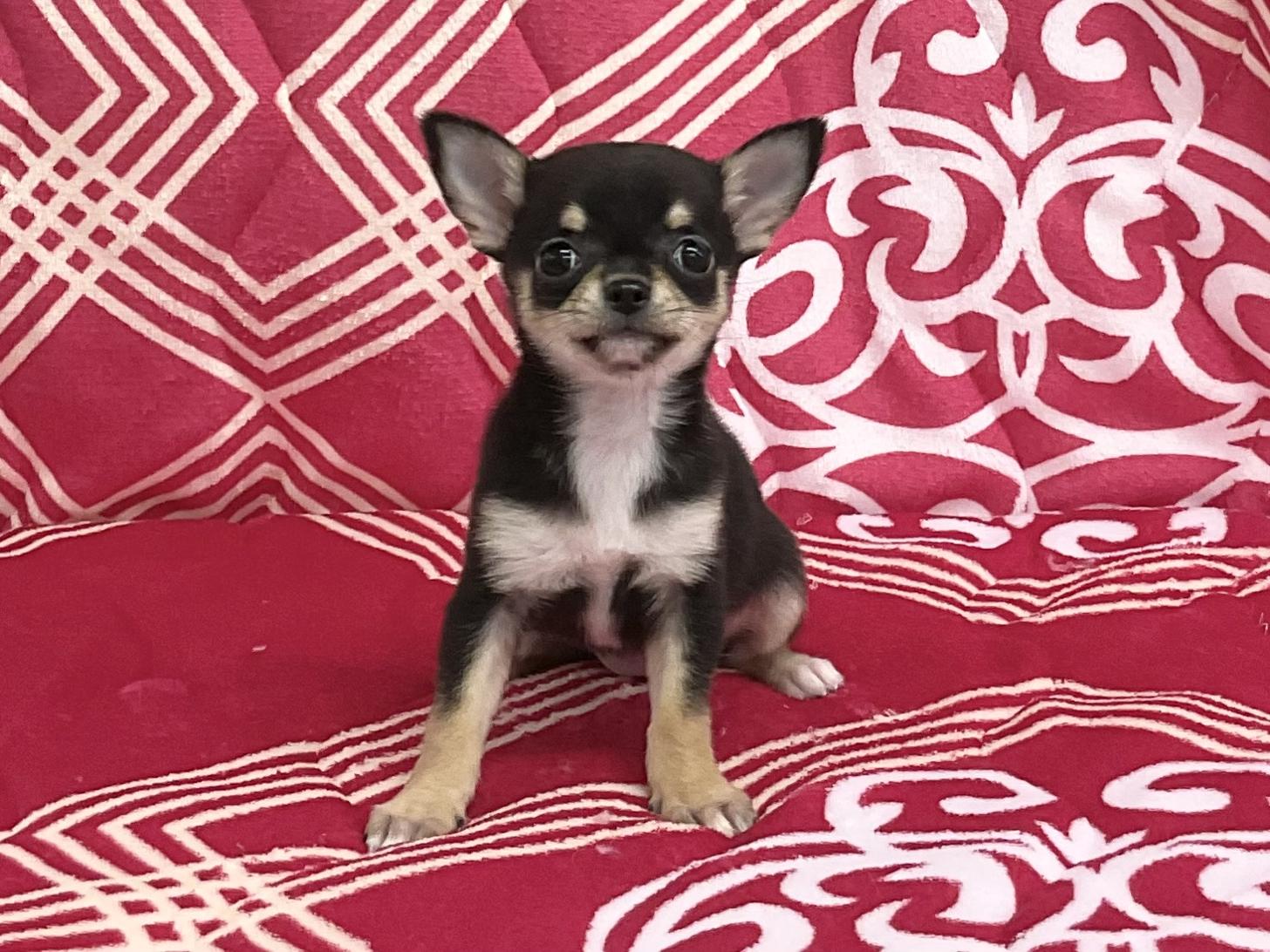 愛知県のチワワ(スムース) (ハピースペット春日井アミーゴ店/2026年2月6日生まれ/女の子/ブラックタン)の子犬の1枚目の画像