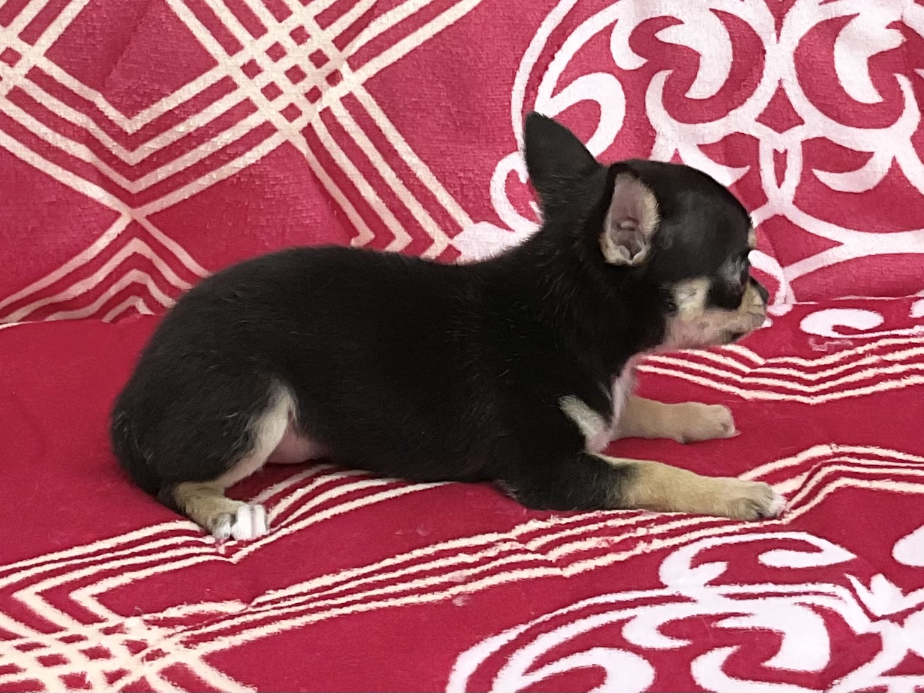 愛知県のチワワ(スムース) (ハピースペット春日井アミーゴ店/2026年2月6日生まれ/女の子/ブラックタン)の子犬の4枚目の画像