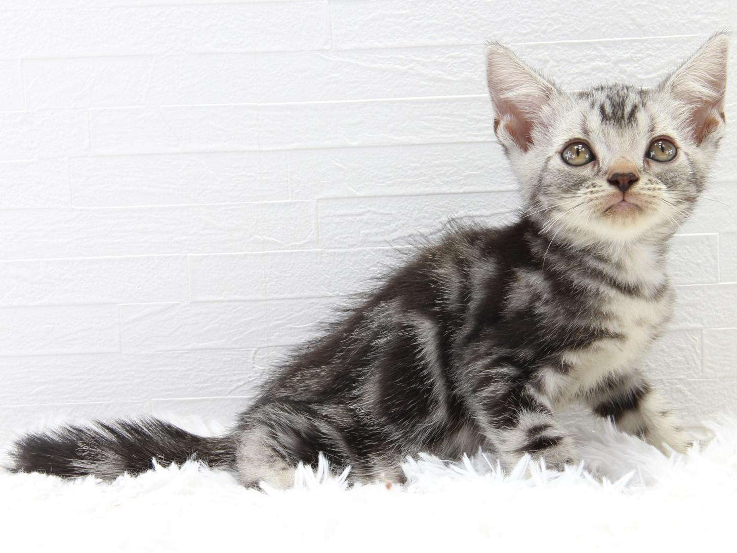 愛知県のアメリカンショートヘアー (猫福家 名古屋南店/2025年7月2日生まれ/男の子/シルバータビー)の子猫の1枚目の画像