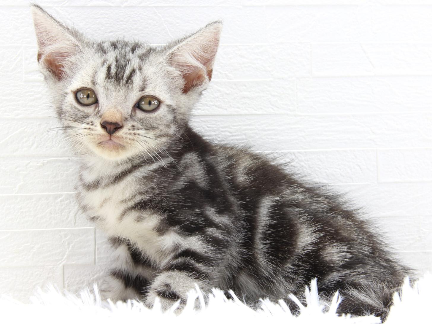 愛知県のアメリカンショートヘアー (猫福家 名古屋南店/2025年7月2日生まれ/男の子/シルバータビー)の子猫の2枚目の画像