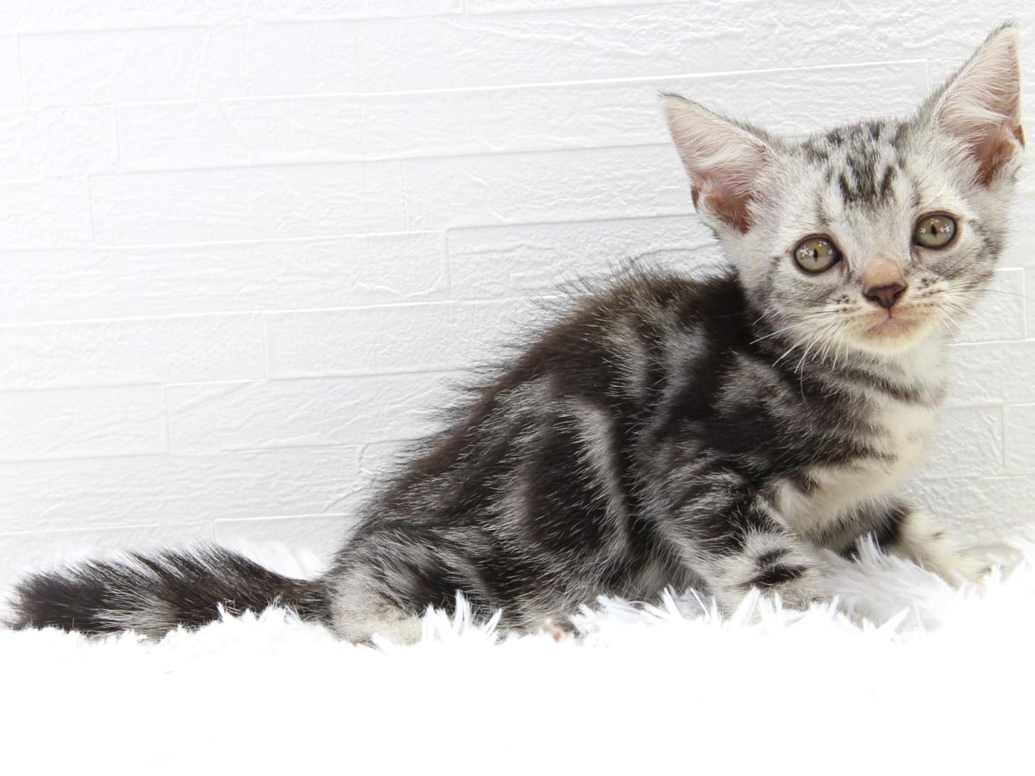 愛知県のアメリカンショートヘアー (猫福家 名古屋南店/2025年7月2日生まれ/男の子/シルバータビー)の子猫の3枚目の画像