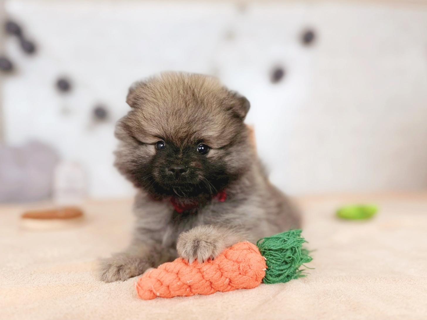 北海道のポメラニアン (ペットショップだんぼ/2025年10月23日生まれ/女の子/ウルフセーブル)の子犬