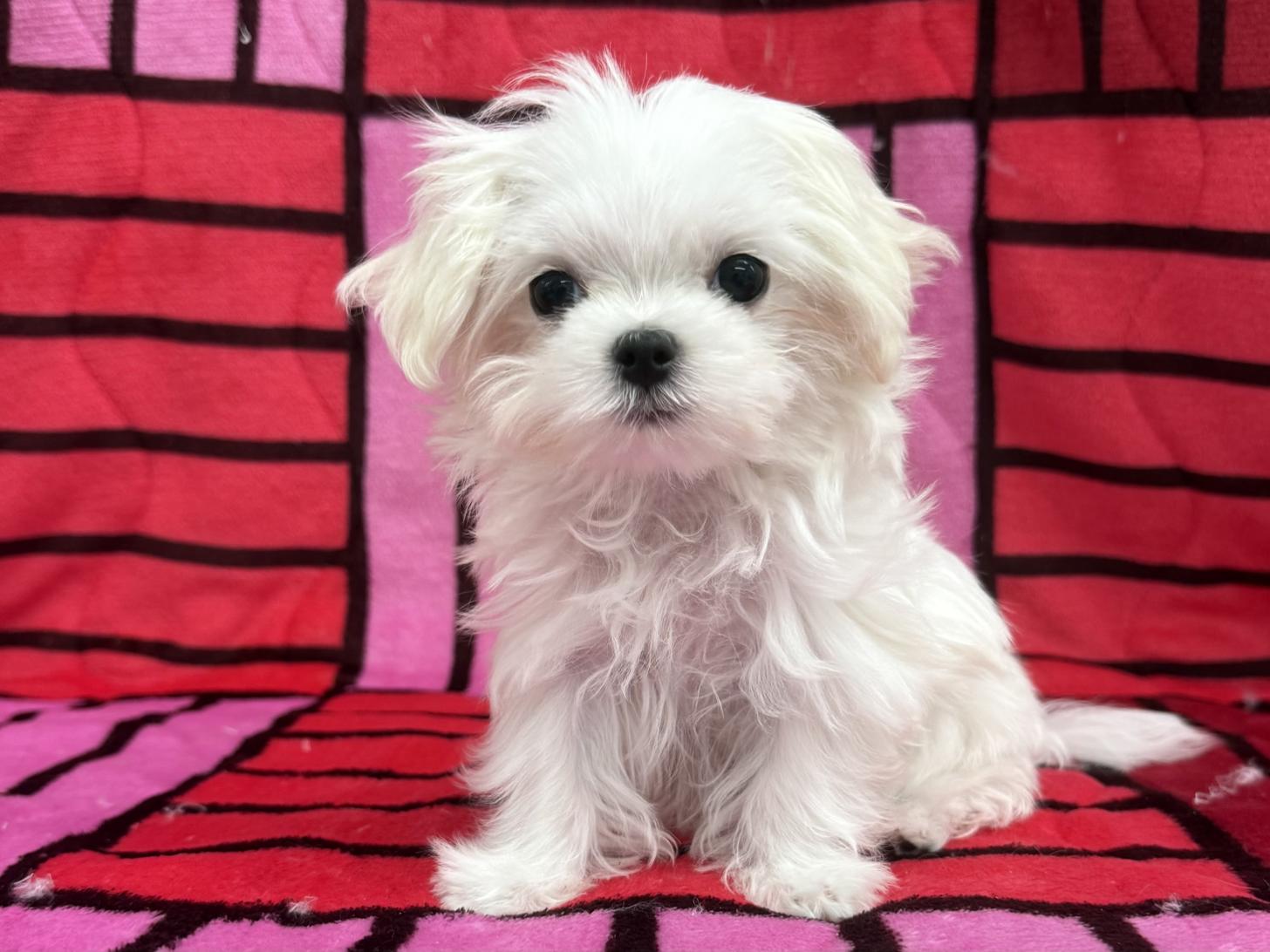 愛知県のマルチーズ (ハピースペット春日井アミーゴ店/2025年10月19日生まれ/女の子/ホワイト)の子犬の1枚目の画像