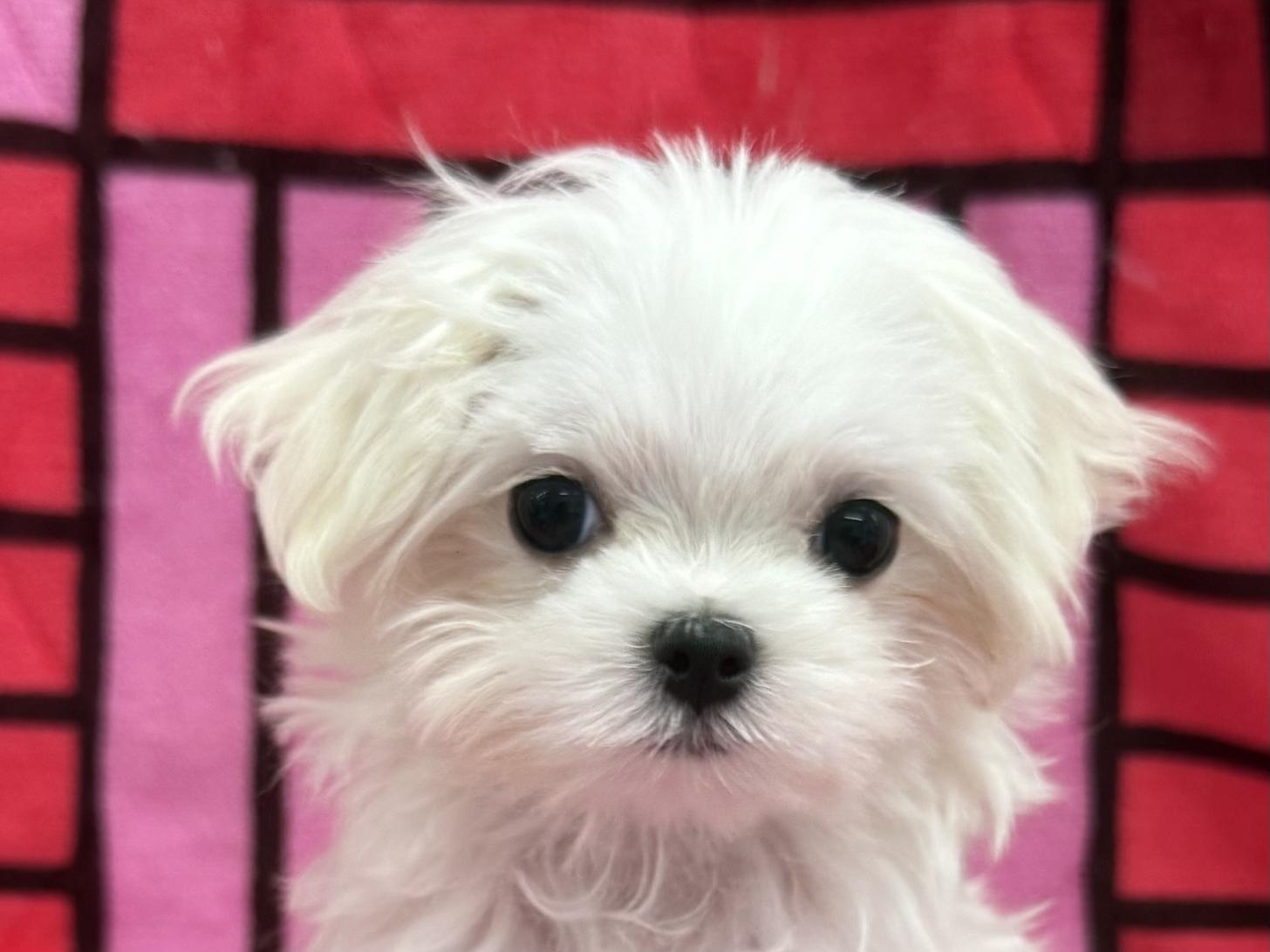 愛知県のマルチーズ (ハピースペット春日井アミーゴ店/2025年10月19日生まれ/女の子/ホワイト)の子犬の2枚目の画像