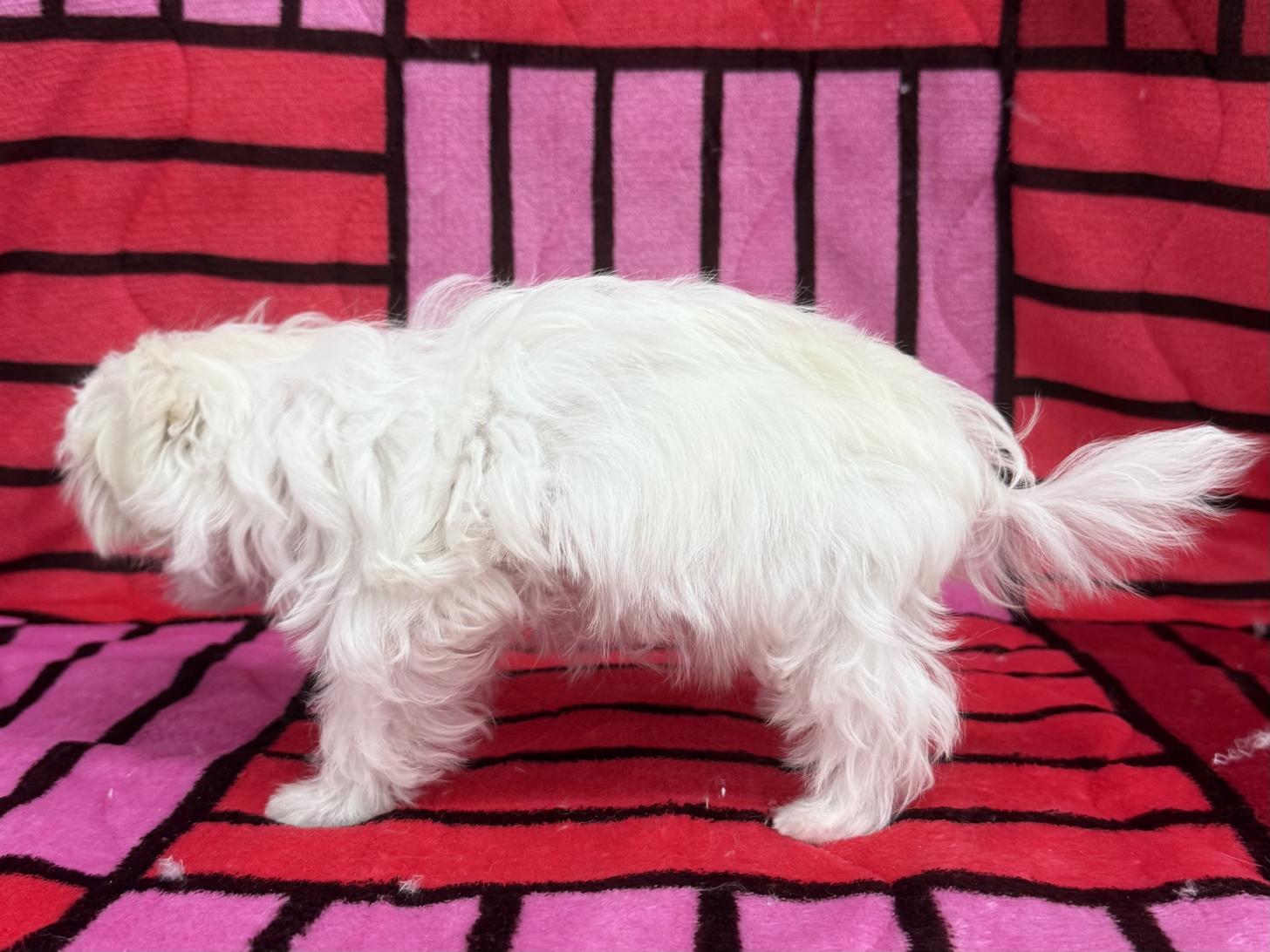 愛知県のマルチーズ (ハピースペット春日井アミーゴ店/2025年10月19日生まれ/女の子/ホワイト)の子犬の3枚目の画像