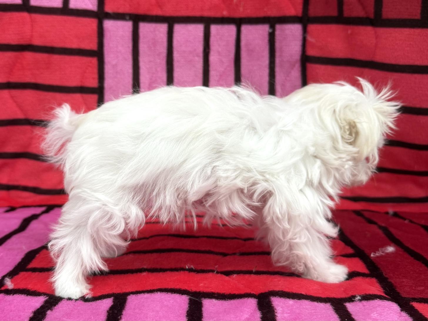 愛知県のマルチーズ (ハピースペット春日井アミーゴ店/2025年10月19日生まれ/女の子/ホワイト)の子犬の4枚目の画像