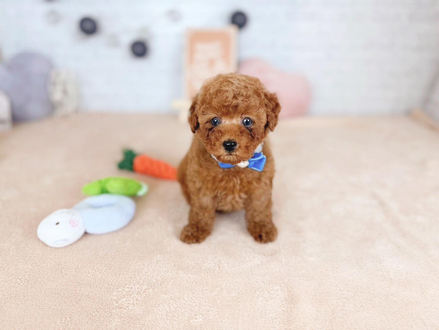 北海道のトイプードル(タイニー) (ペットショップだんぼ/2025年12月4日生まれ/男の子/レッド)の子犬