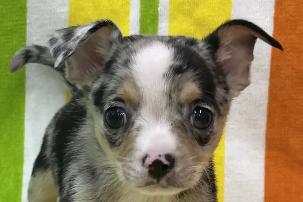 愛知県のチワワ(スムース) (ハピースペット一宮三条アミーゴ店/2025年9月22日生まれ/男の子/ブルーマールホワイト)の子犬の1枚目の画像