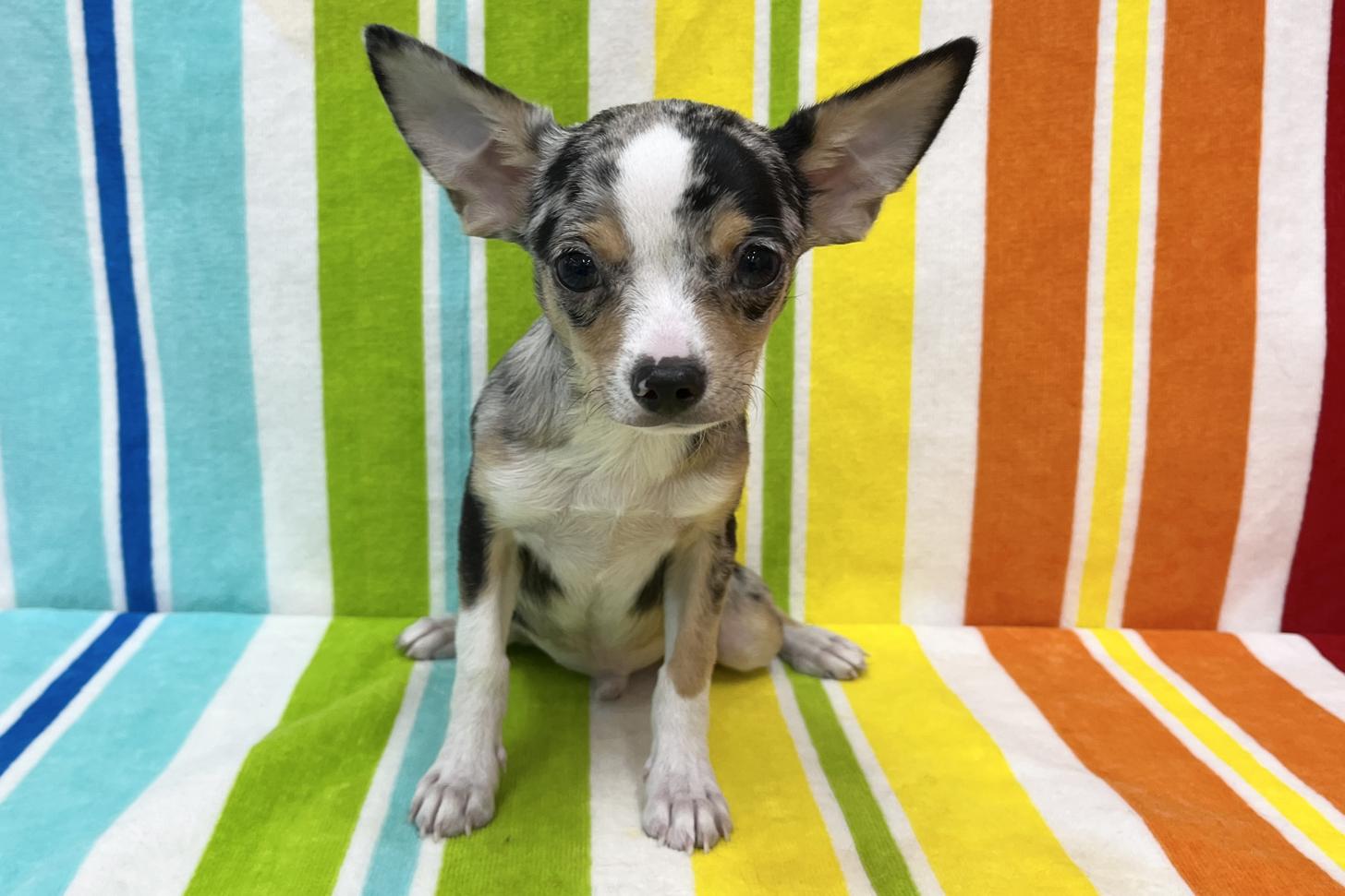 愛知県のチワワ(スムース) (ハピースペット一宮三条アミーゴ店/2025年9月22日生まれ/男の子/ブルーマールホワイト)の子犬の1枚目の画像