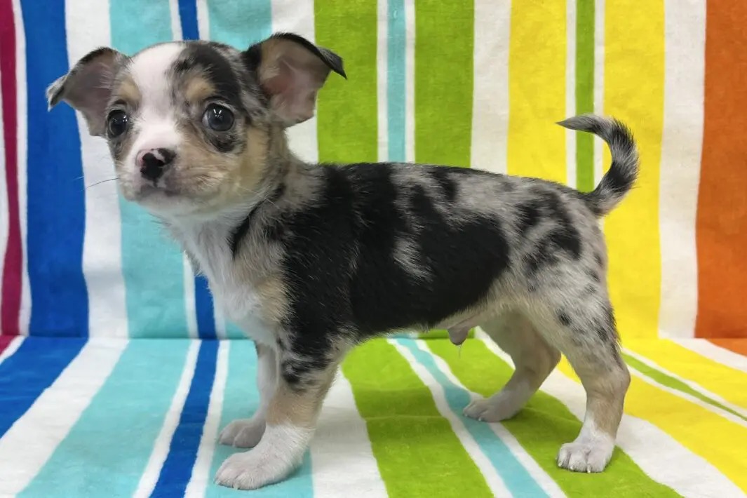 愛知県のチワワ(スムース) (ハピースペット一宮三条アミーゴ店/2025年9月22日生まれ/男の子/ブルーマールホワイト)の子犬の3枚目の画像