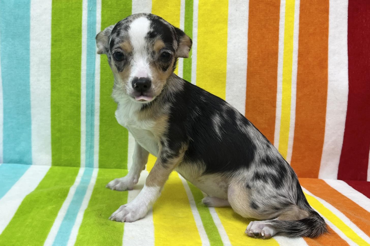 愛知県のチワワ(スムース) (ハピースペット一宮三条アミーゴ店/2025年9月22日生まれ/男の子/ブルーマールホワイト)の子犬の3枚目の画像