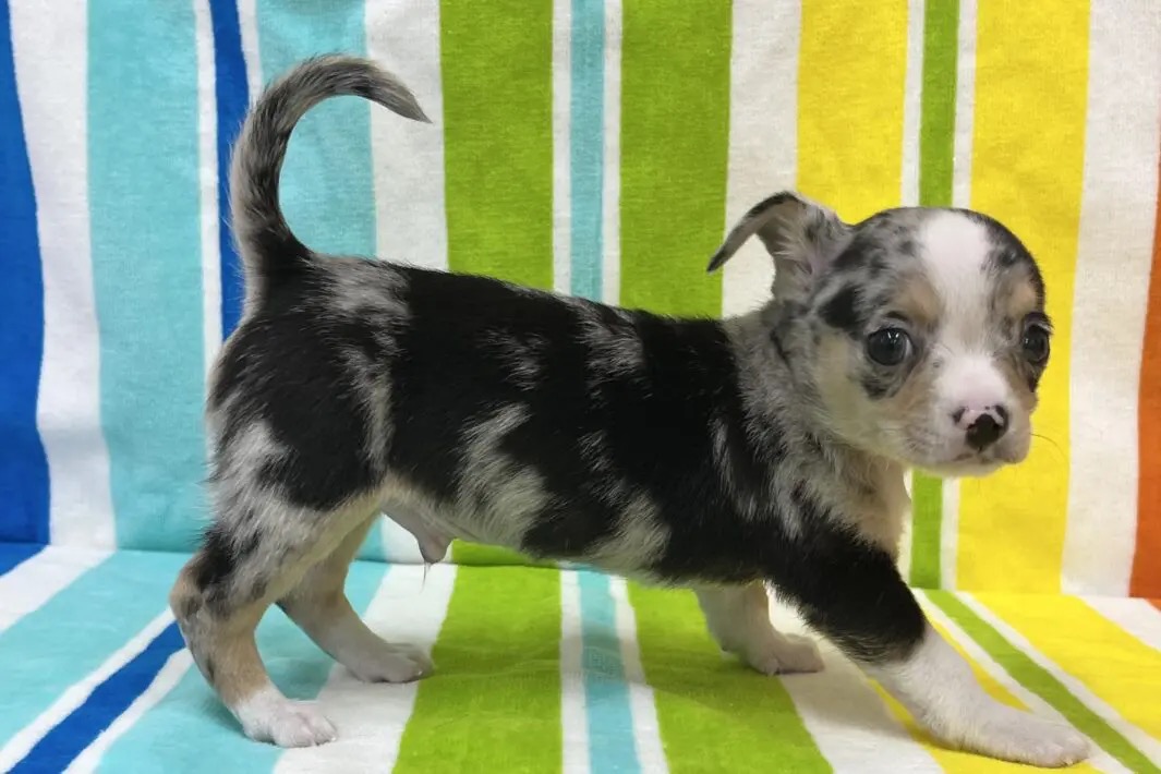 愛知県のチワワ(スムース) (ハピースペット一宮三条アミーゴ店/2025年9月22日生まれ/男の子/ブルーマールホワイト)の子犬の4枚目の画像