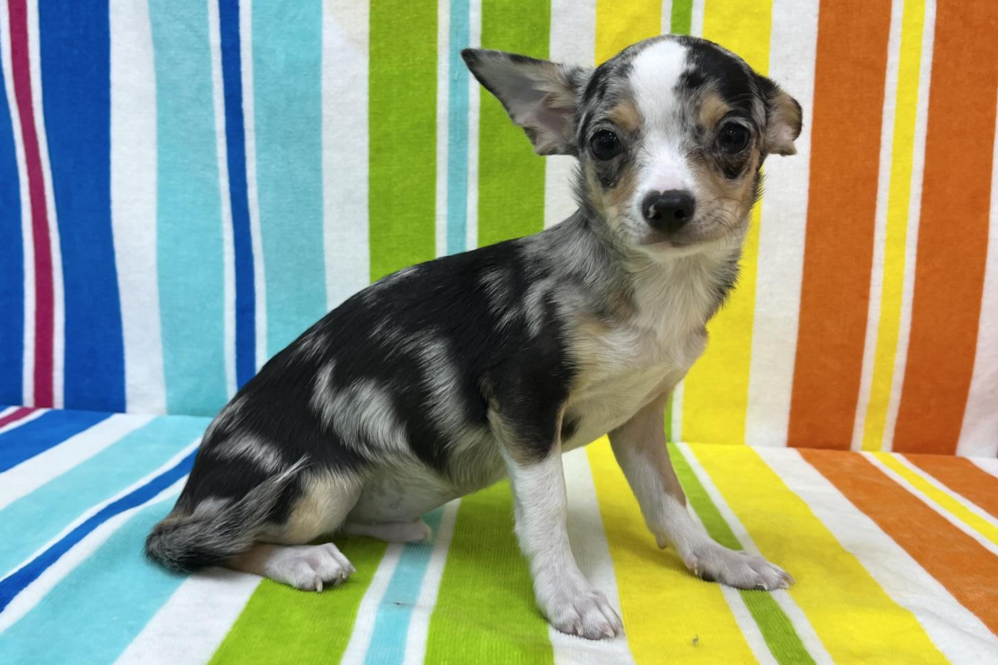 愛知県のチワワ(スムース) (ハピースペット一宮三条アミーゴ店/2025年9月22日生まれ/男の子/ブルーマールホワイト)の子犬の4枚目の画像