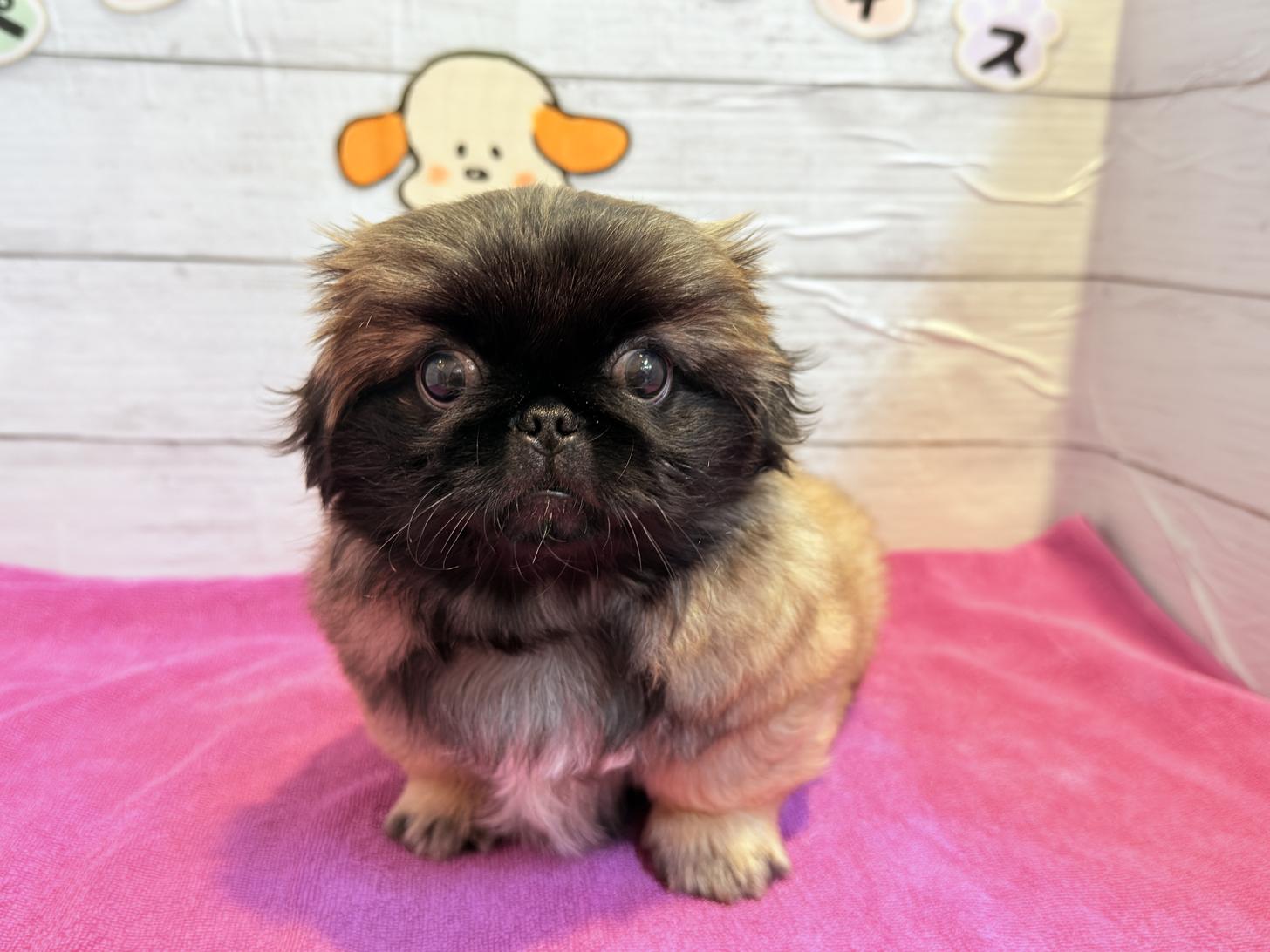 北海道のペキニーズ (ペットフェイス大谷地店/2025年8月15日生まれ/男の子/フォーン)の子犬