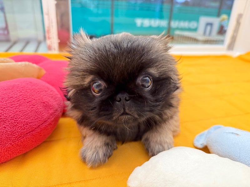 北海道のペキニーズ (ペットフェイス大谷地店/2025年8月15日生まれ/男の子/フォーン)の子犬の3枚目の画像