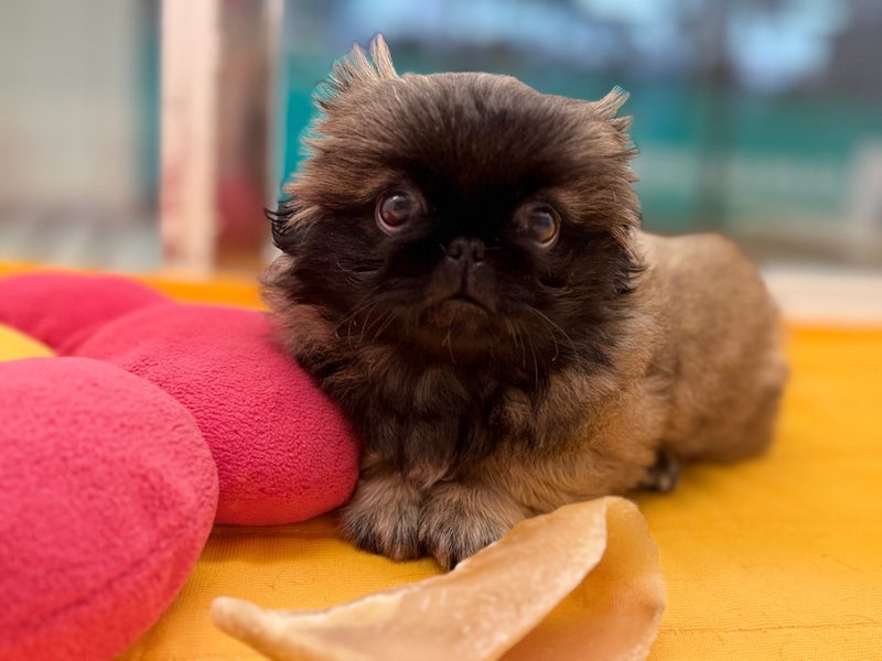 北海道のペキニーズ (ペットフェイス大谷地店/2025年8月15日生まれ/男の子/フォーン)の子犬の4枚目の画像