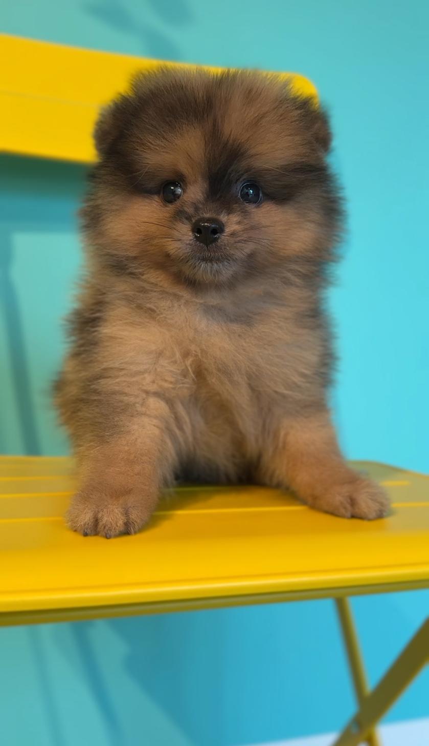 埼玉県のポメラニアン (PET SHOP Tiny tales/2025年7月1日生まれ/男の子/オレンジマール)の子犬の1枚目の画像