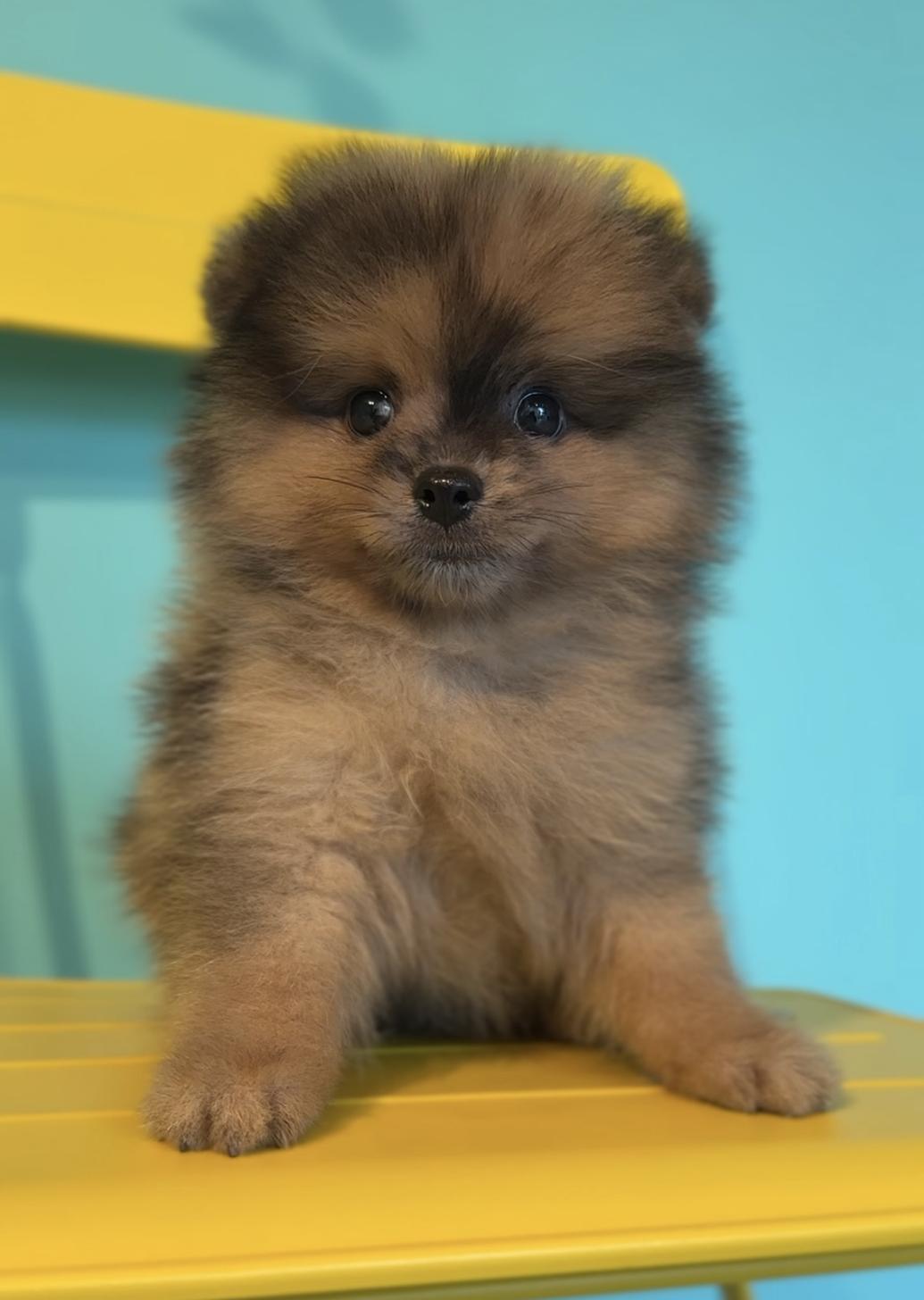 埼玉県のポメラニアン (PET SHOP Tiny tales/2025年7月1日生まれ/男の子/オレンジマール)の子犬の1枚目の画像