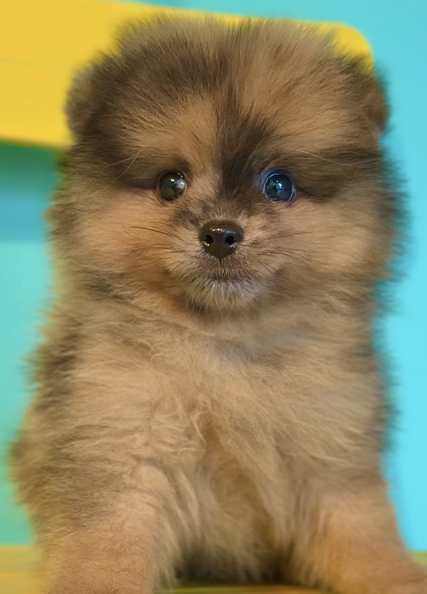 埼玉県のポメラニアン (PET SHOP Tiny tales/2025年7月1日生まれ/男の子/オレンジマール)の子犬の1枚目の画像