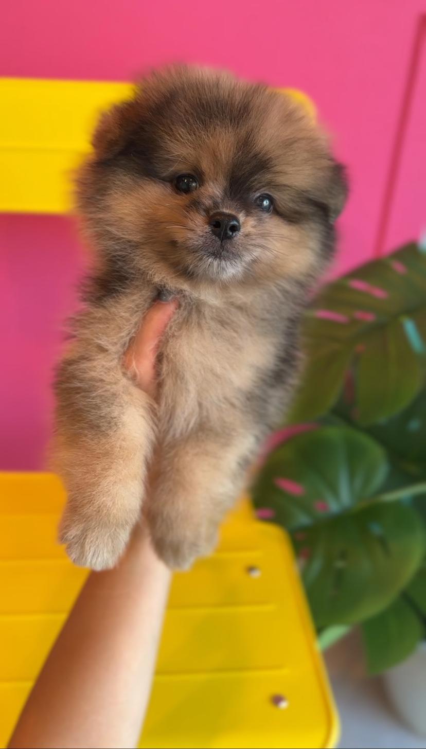 埼玉県のポメラニアン (PET SHOP Tiny tales/2025年7月1日生まれ/男の子/オレンジマール)の子犬の2枚目の画像