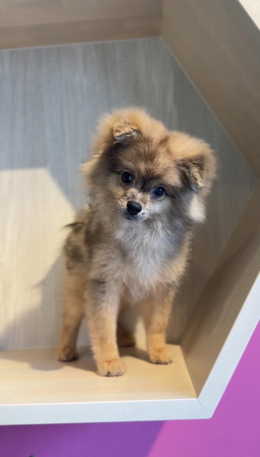 埼玉県のポメラニアン (PET SHOP Tiny tales/2025年7月1日生まれ/男の子/オレンジマール)の子犬の2枚目の画像