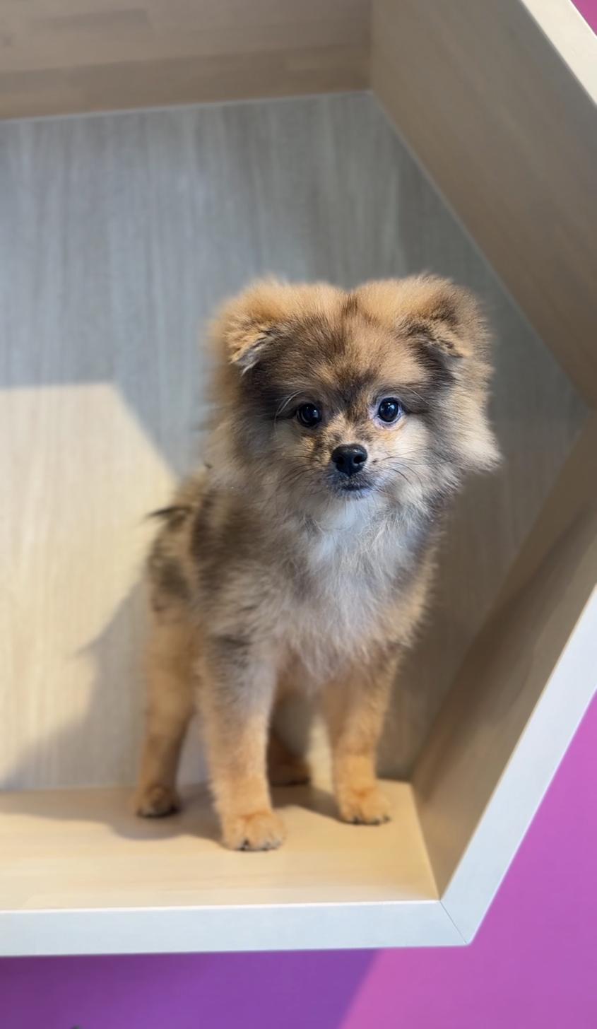 埼玉県のポメラニアン (PET SHOP Tiny tales/2025年7月1日生まれ/男の子/オレンジマール)の子犬の3枚目の画像