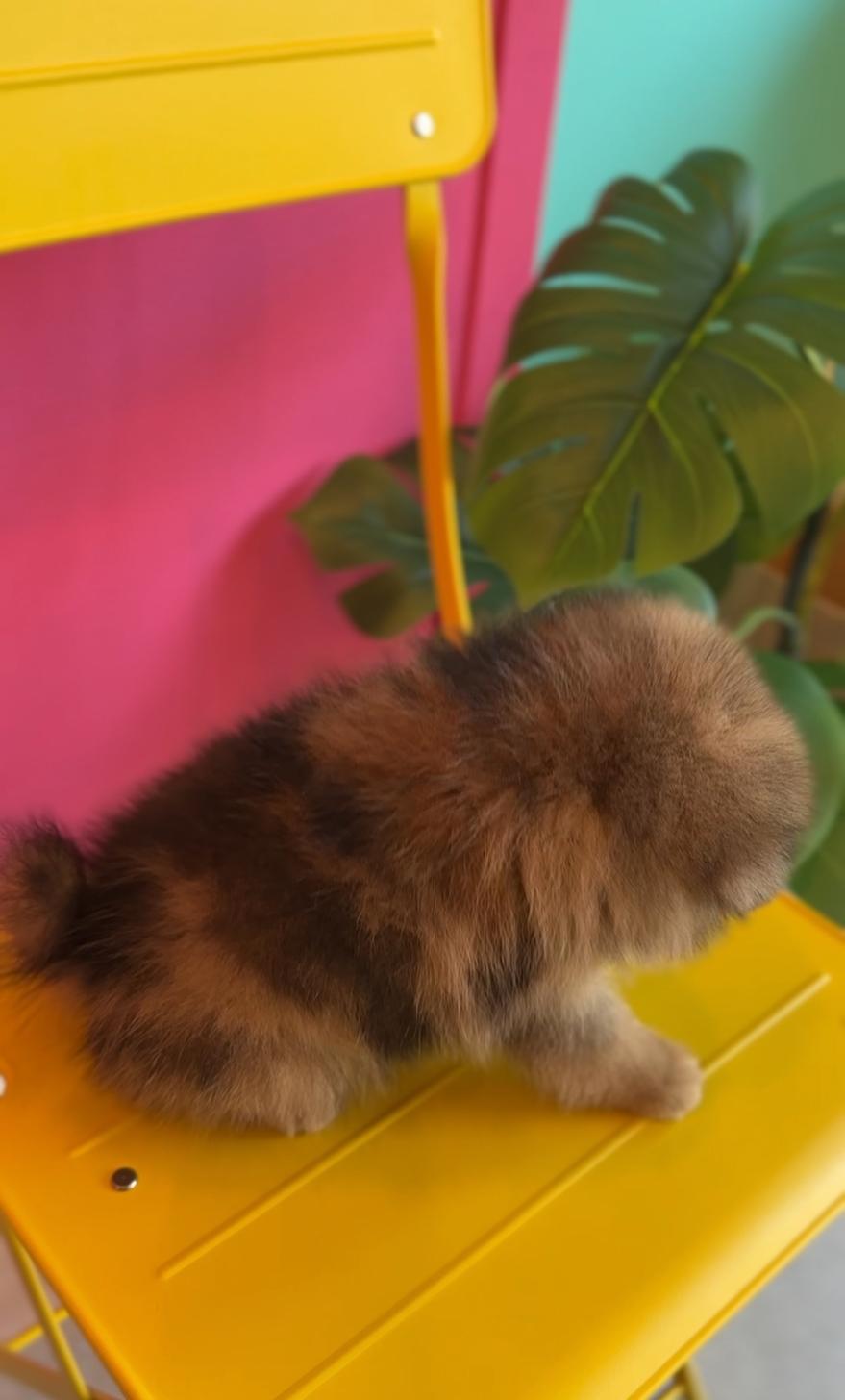 埼玉県のポメラニアン (PET SHOP Tiny tales/2025年7月1日生まれ/男の子/オレンジマール)の子犬の4枚目の画像
