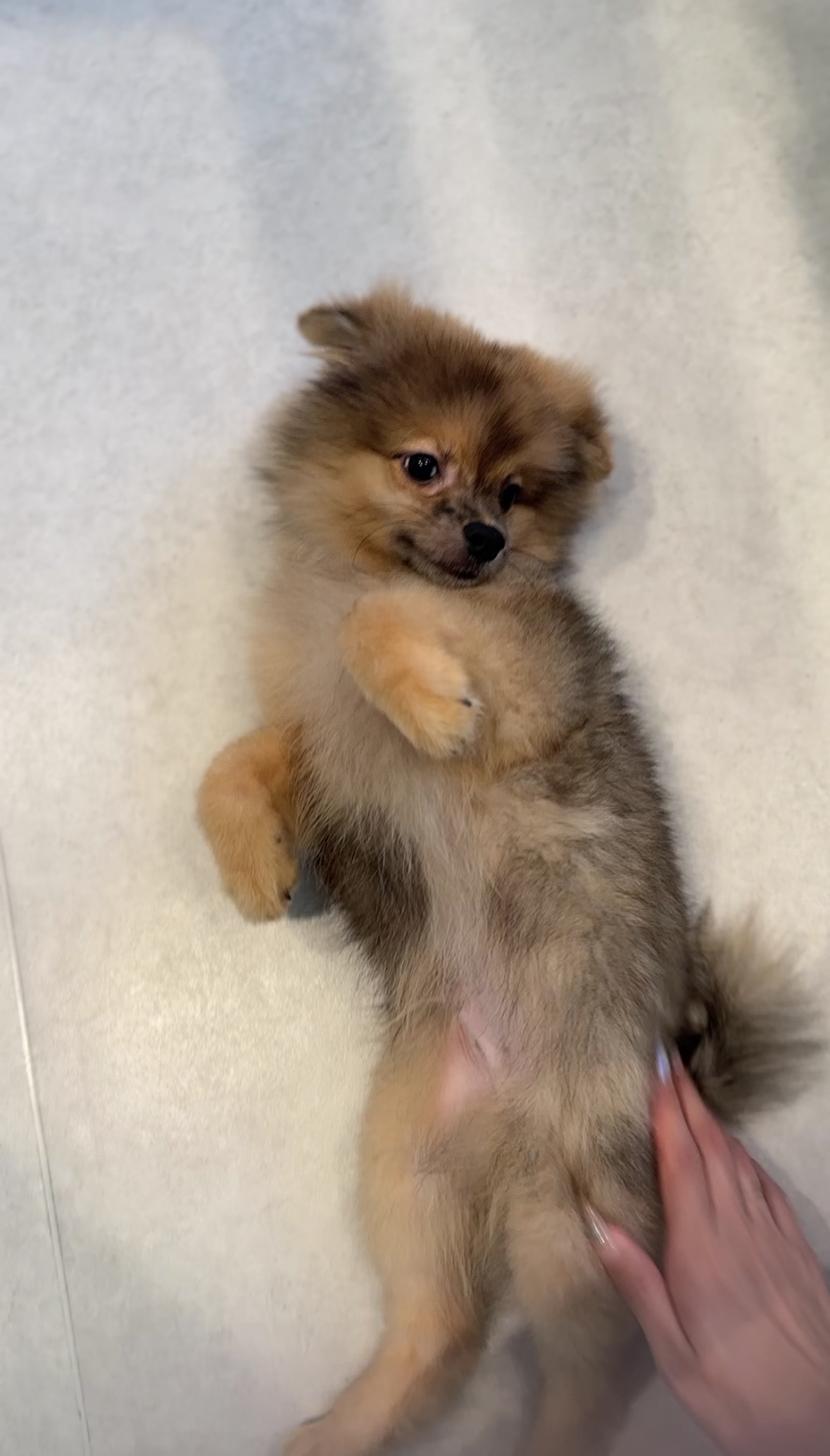 埼玉県のポメラニアン (PET SHOP Tiny tales/2025年7月1日生まれ/男の子/オレンジマール)の子犬の4枚目の画像