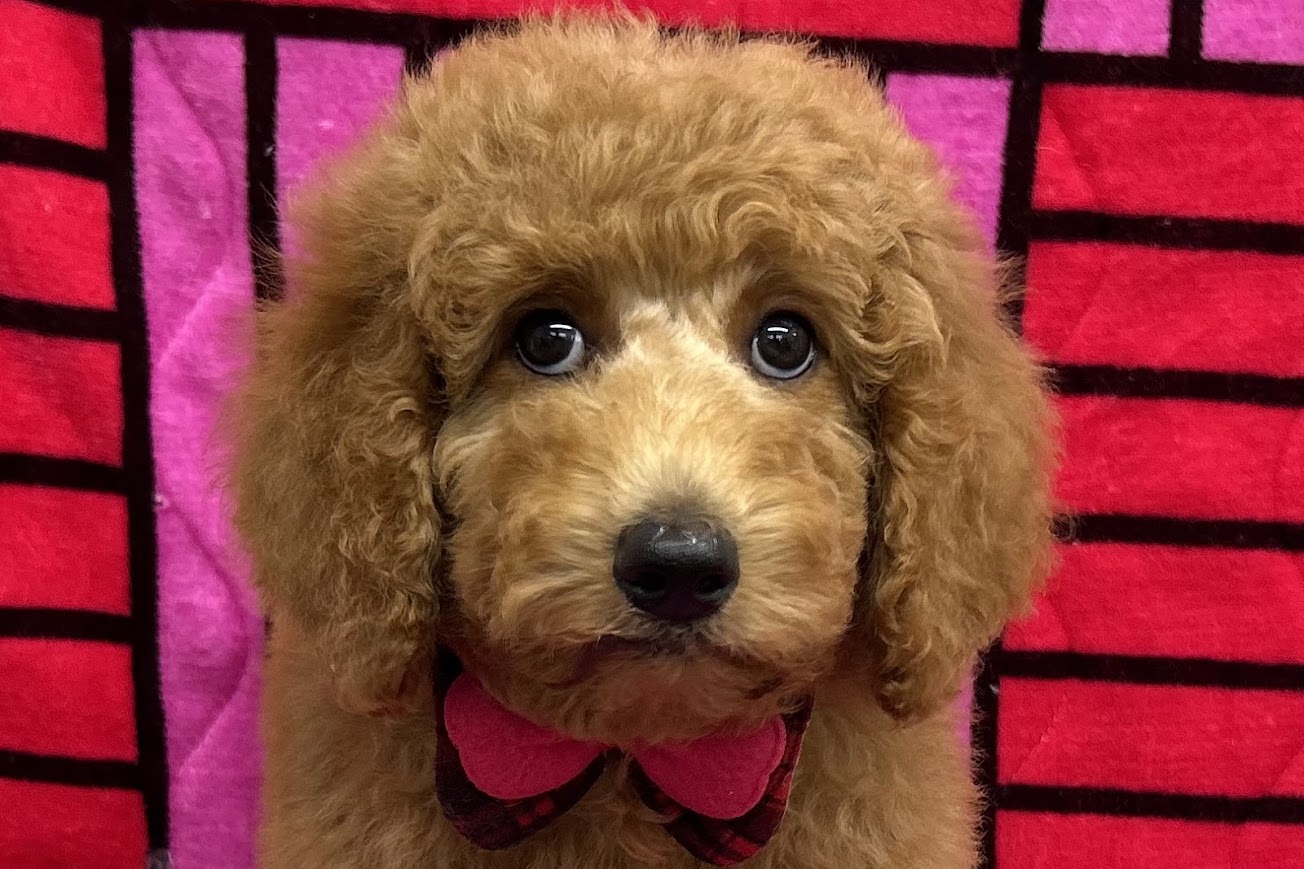 愛知県のスタンダードプードル (ハピースペット鳴海店/2025年4月26日生まれ/女の子/レッド)の子犬の2枚目の画像