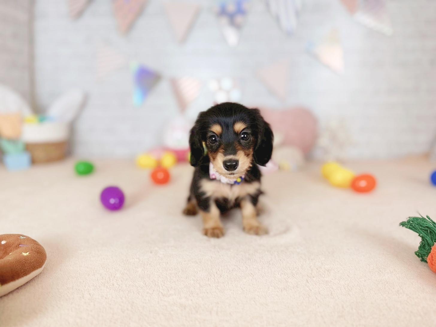 北海道のミニチュアダックスフンド(ロング) (ペットショップだんぼ/2026年2月7日生まれ/女の子/ブラックタン)の子犬の1枚目の画像