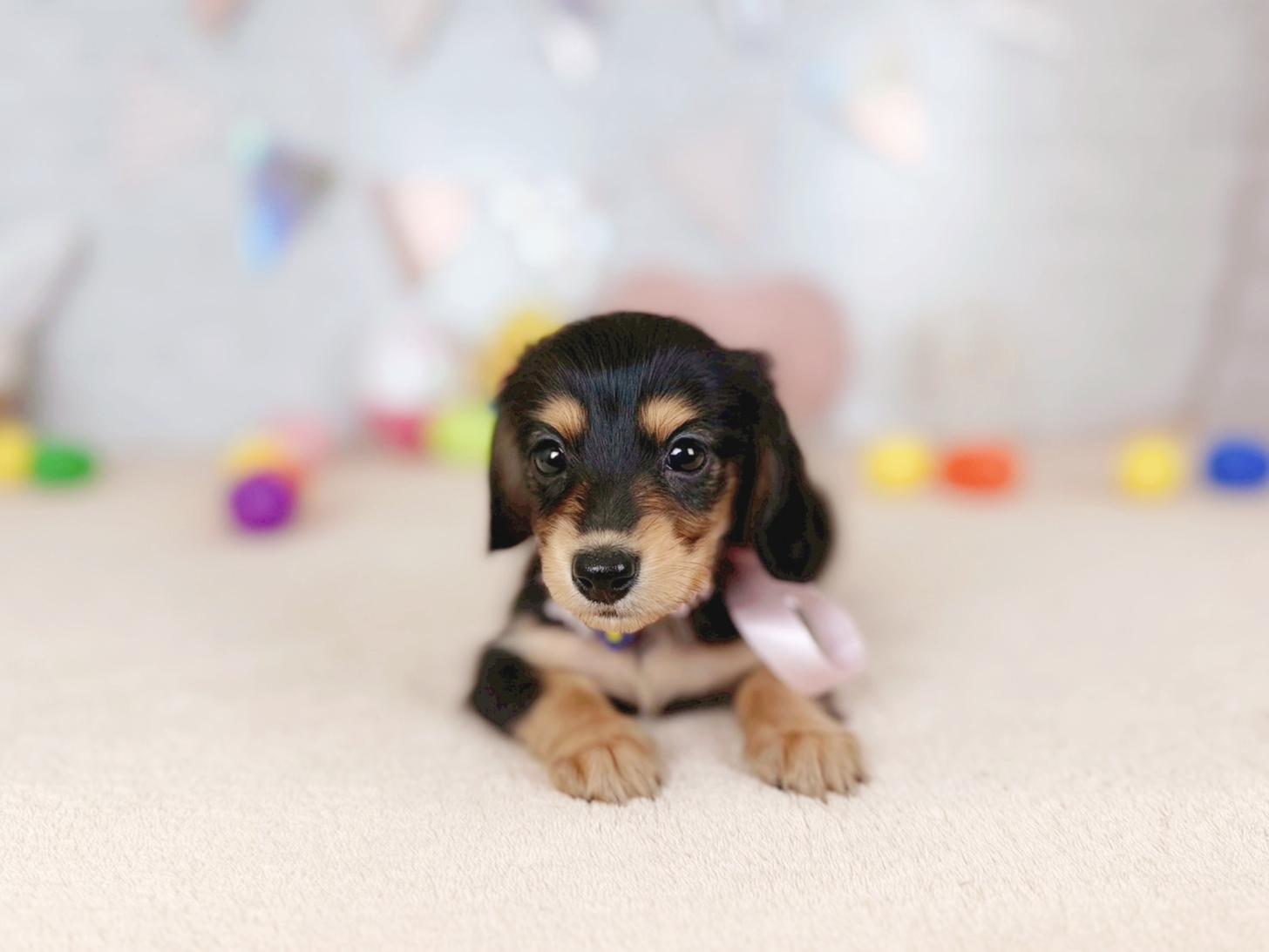 北海道のミニチュアダックスフンド(ロング) (ペットショップだんぼ/2026年2月7日生まれ/女の子/ブラックタン)の子犬の2枚目の画像