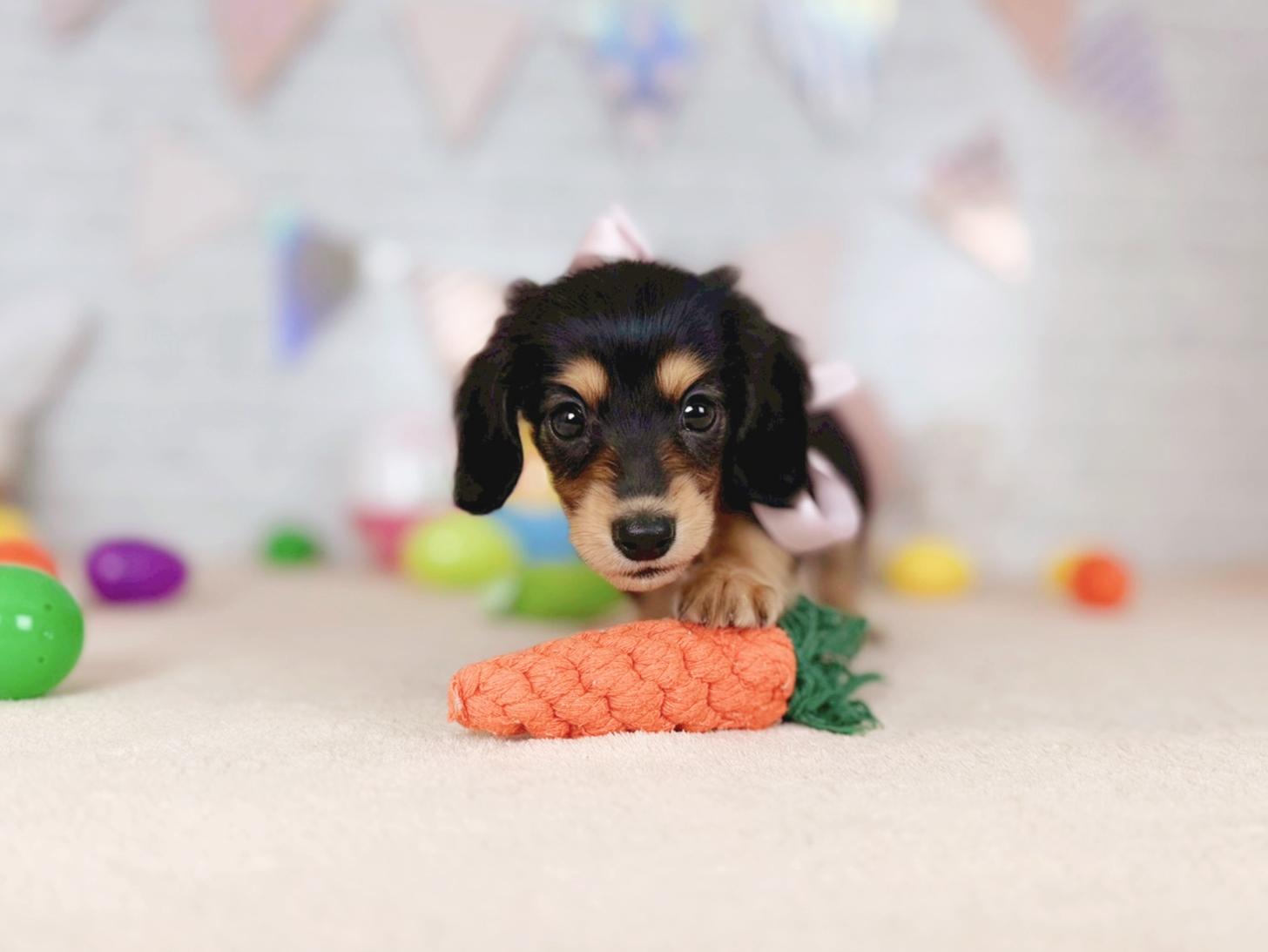 北海道のミニチュアダックスフンド(ロング) (ペットショップだんぼ/2026年2月7日生まれ/女の子/ブラックタン)の子犬の3枚目の画像