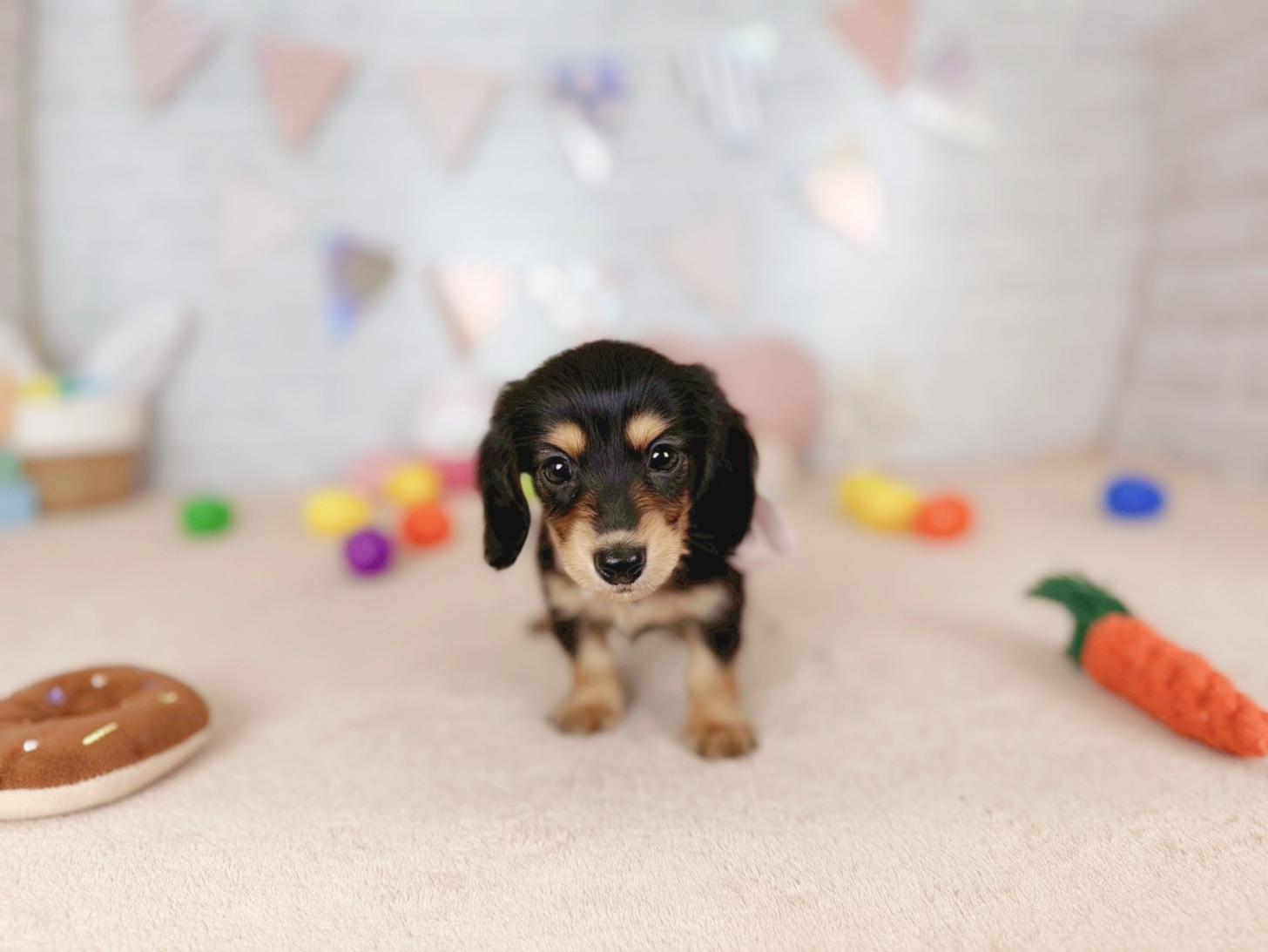 北海道のミニチュアダックスフンド(ロング) (ペットショップだんぼ/2026年2月7日生まれ/女の子/ブラックタン)の子犬の4枚目の画像