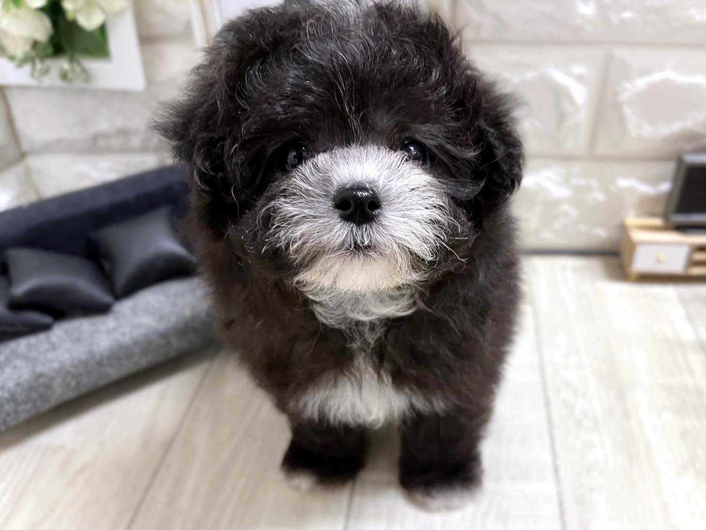 和歌山県のマルプー(マルチーズ×プードル) (DOGMAN和歌山店/2026年3月29日生まれ/男の子/グレーホワイト)の子犬の1枚目の画像