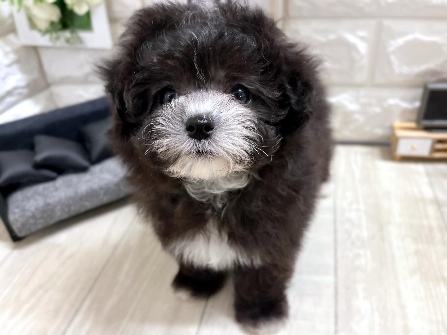 和歌山県のマルプー(マルチーズ×プードル) (DOGMAN和歌山店/2026年3月29日生まれ/男の子/グレーホワイト)の子犬の2枚目の画像