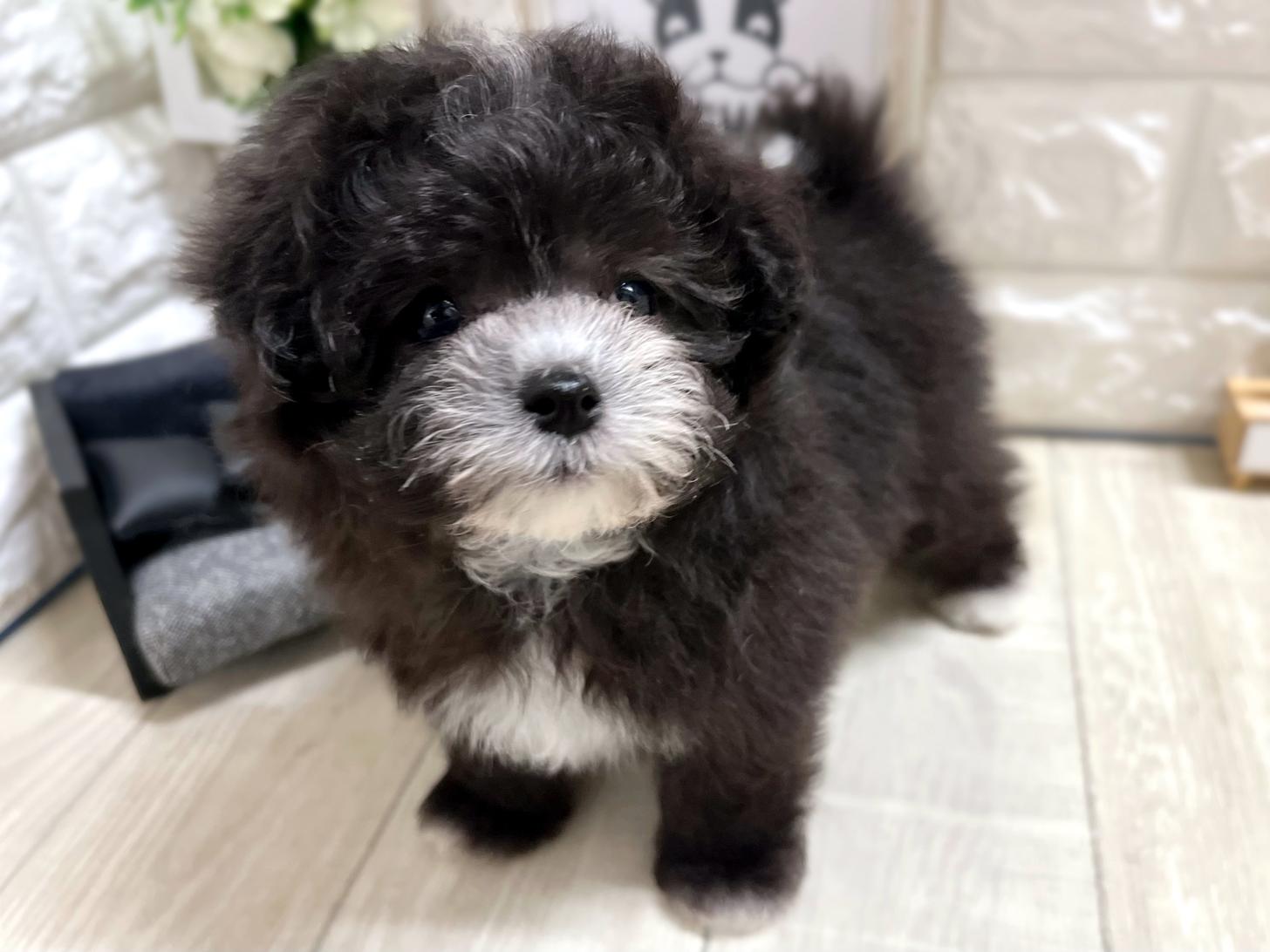 和歌山県のマルプー(マルチーズ×プードル) (DOGMAN和歌山店/2026年3月29日生まれ/男の子/グレーホワイト)の子犬の3枚目の画像