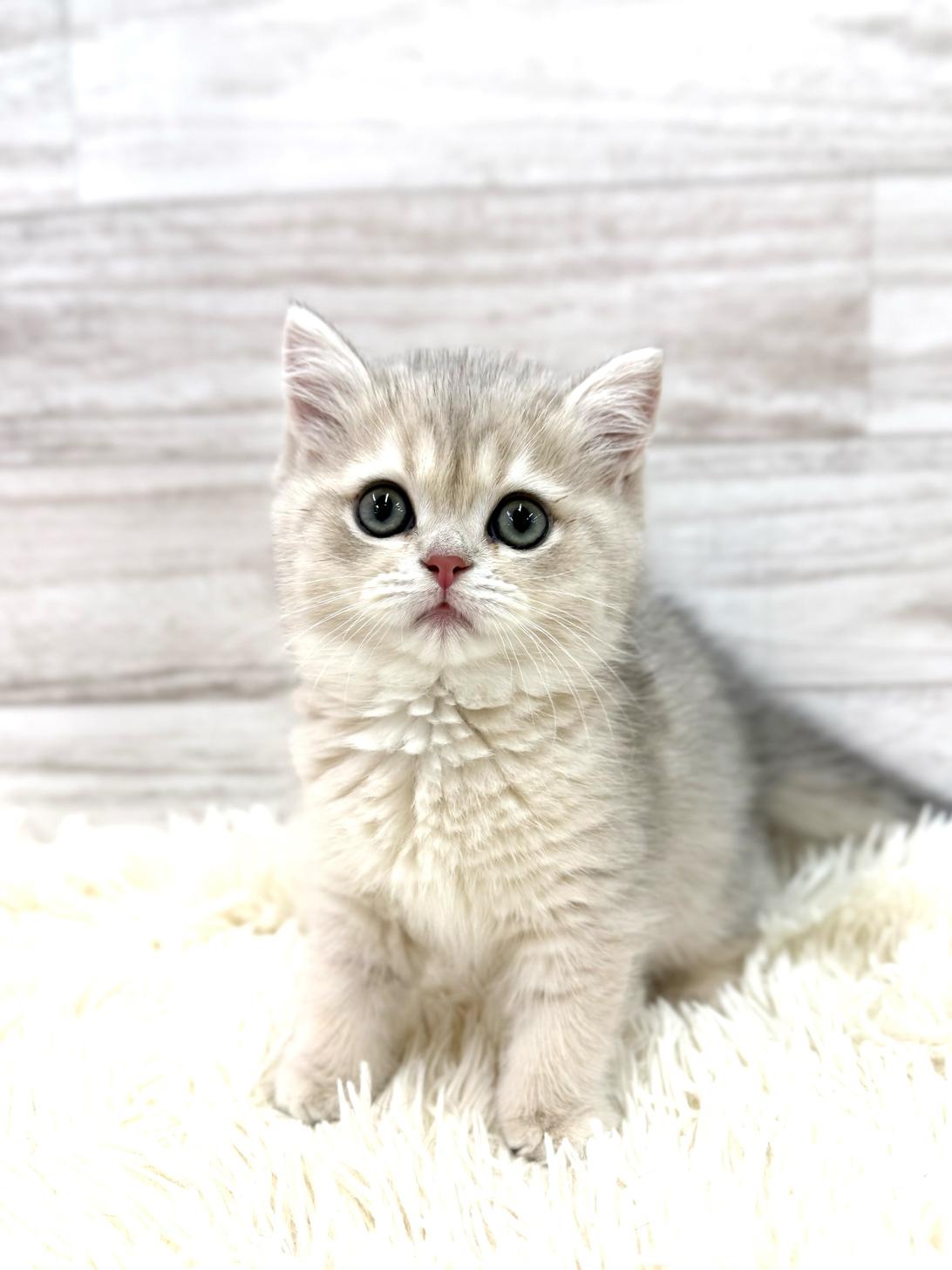 神奈川県のブリティッシュショートヘアー (ペッツコンシェル川崎小田栄店/2026年2月4日生まれ/女の子/ブルーシェーデットゴールデン)の子猫