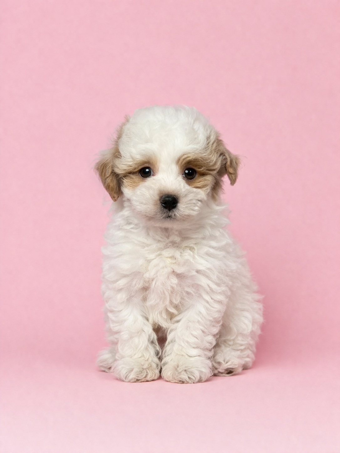 埼玉県のマルプー(マルチーズ×プードル) (PET SHOP Tiny tales/2026年1月31日生まれ/男の子/パーティーカラー)の子犬の1枚目の画像