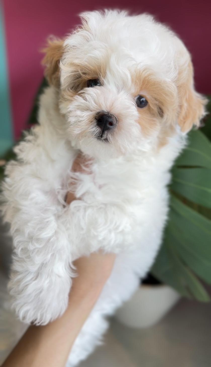 埼玉県のマルプー(マルチーズ×プードル) (PET SHOP Tiny tales/2026年1月31日生まれ/男の子/パーティーカラー)の子犬の1枚目の画像