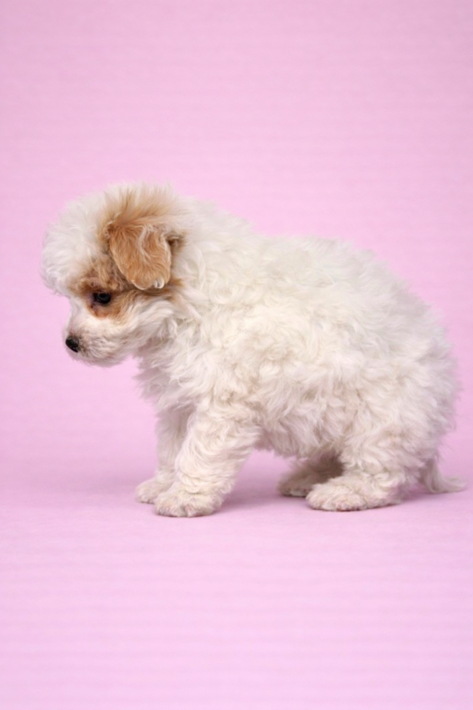 埼玉県のマルプー(マルチーズ×プードル) (PET SHOP Tiny tales/2026年1月31日生まれ/男の子/パーティーカラー)の子犬の2枚目の画像