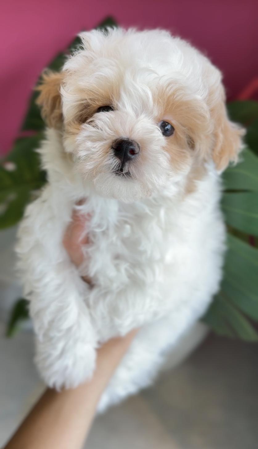 埼玉県のマルプー(マルチーズ×プードル) (PET SHOP Tiny tales/2026年1月31日生まれ/男の子/パーティーカラー)の子犬の2枚目の画像