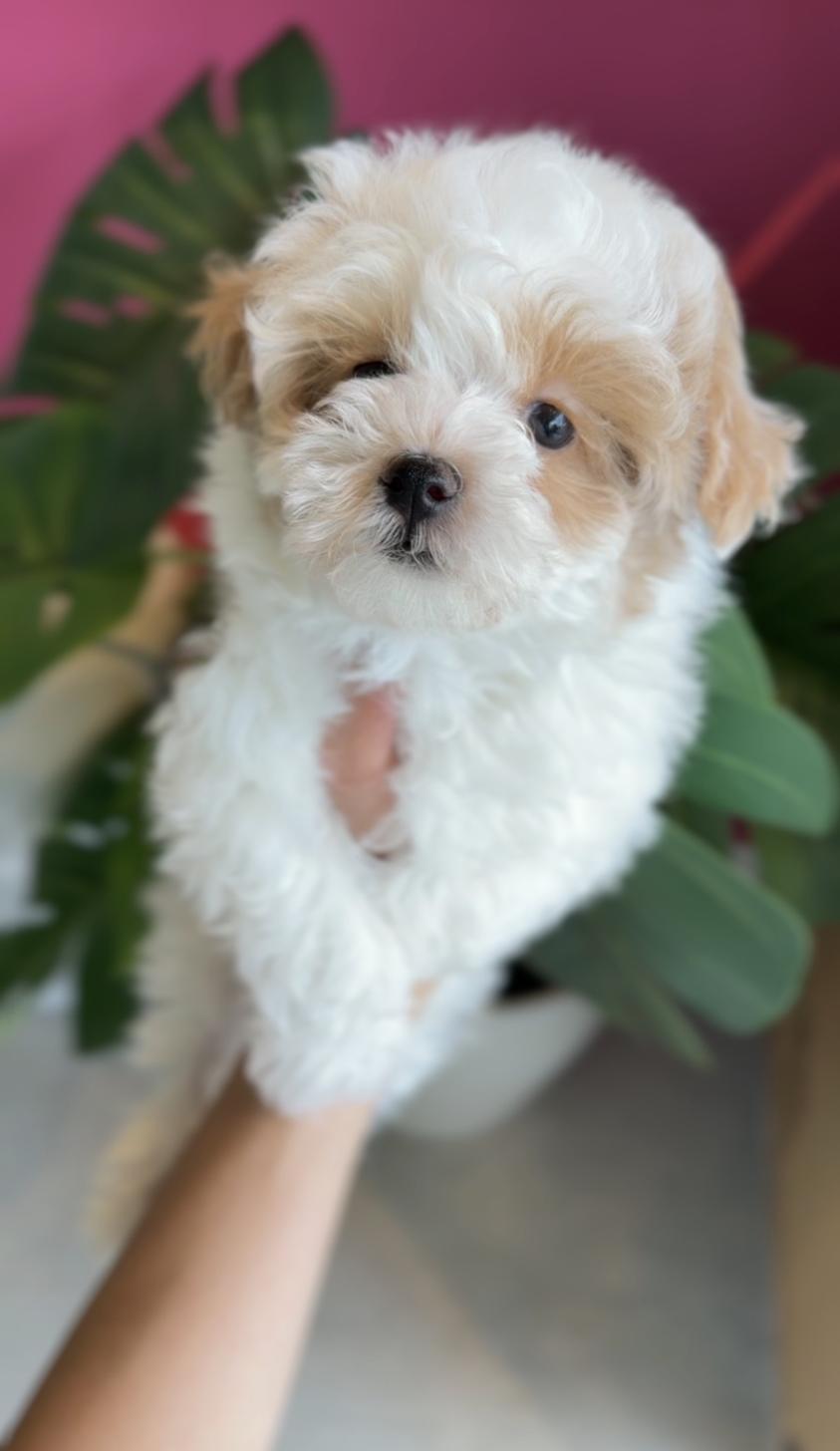 埼玉県のマルプー(マルチーズ×プードル) (PET SHOP Tiny tales/2026年1月31日生まれ/男の子/パーティーカラー)の子犬の3枚目の画像