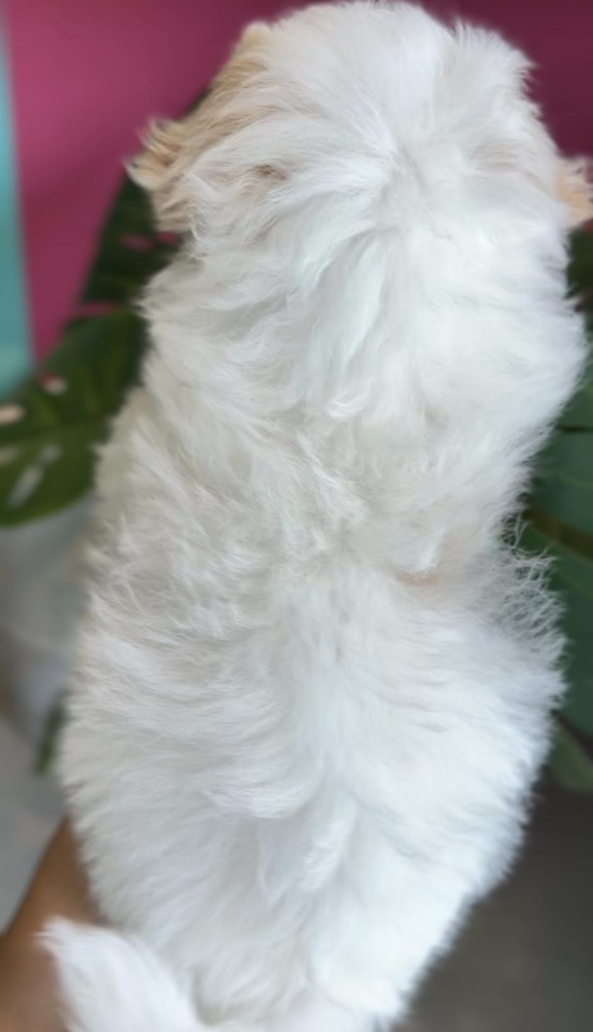 埼玉県のマルプー(マルチーズ×プードル) (PET SHOP Tiny tales/2026年1月31日生まれ/男の子/パーティーカラー)の子犬の4枚目の画像