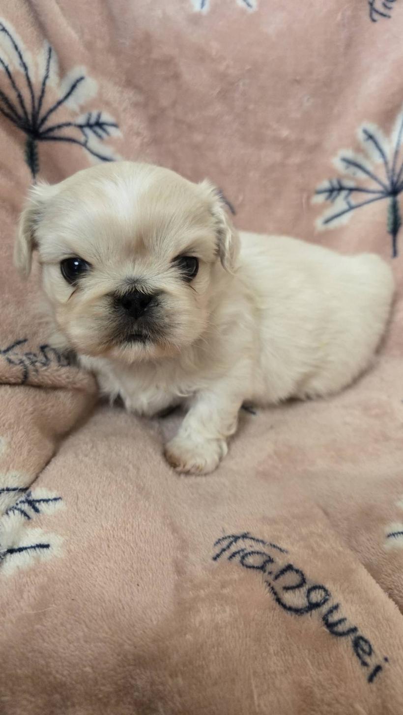 神奈川県のペキニーズ (BENECANE 山際店/2024年12月12日生まれ/男の子/クリーム)の子犬