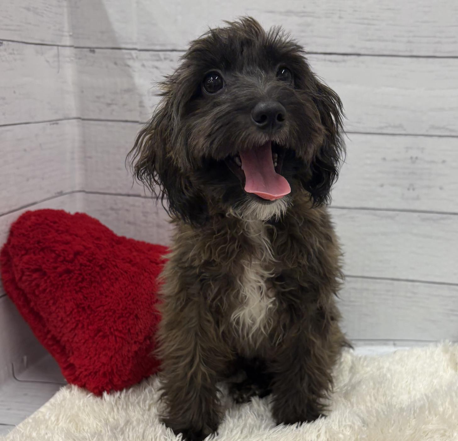 千葉県のパピプー(パピヨン×プードル) (ペッツワン佐倉店/2025年10月26日生まれ/男の子/ブラックタンホワイト)の子犬の1枚目の画像