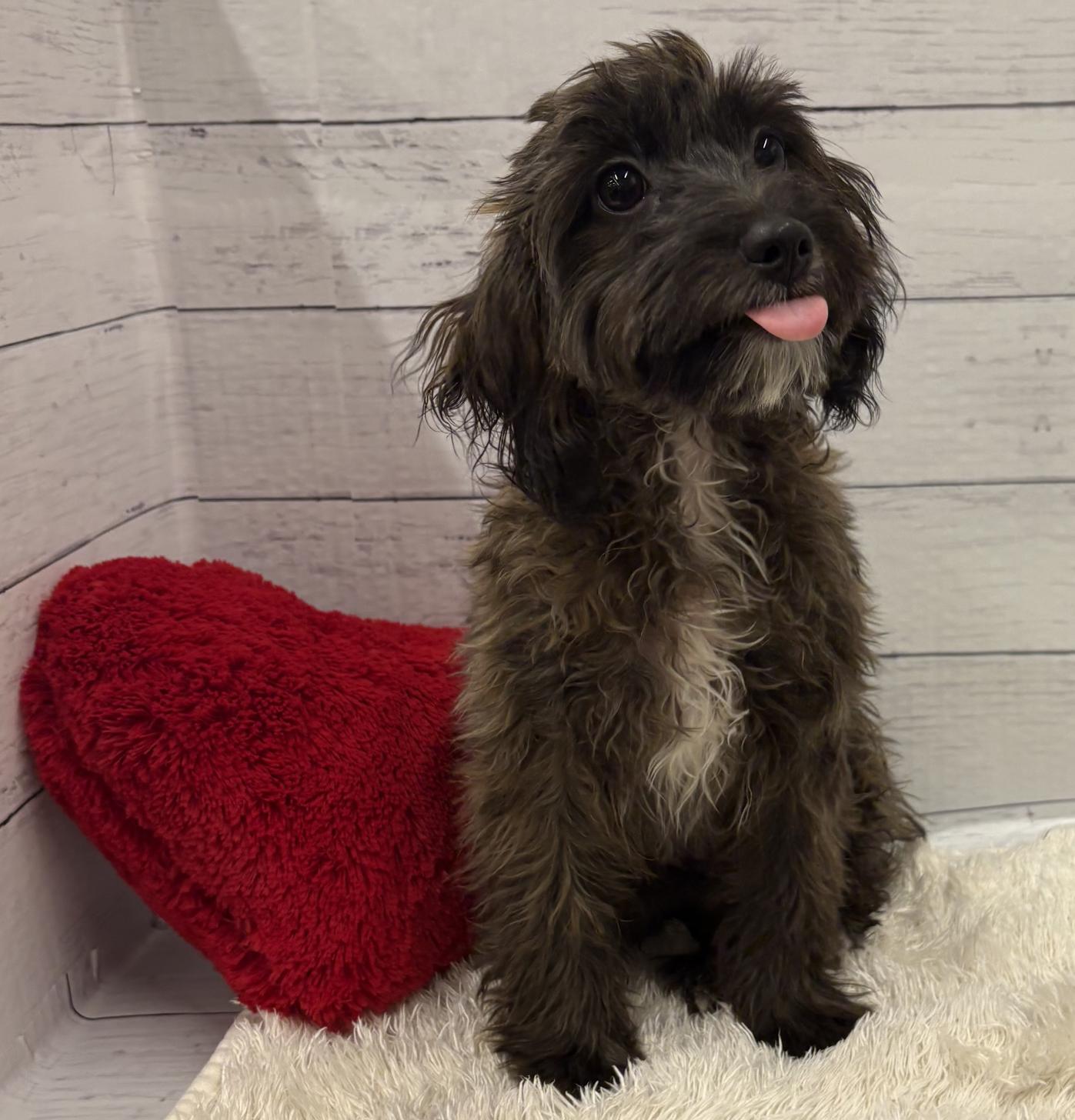 千葉県のパピプー(パピヨン×プードル) (ペッツワン佐倉店/2025年10月26日生まれ/男の子/ブラックタンホワイト)の子犬の2枚目の画像