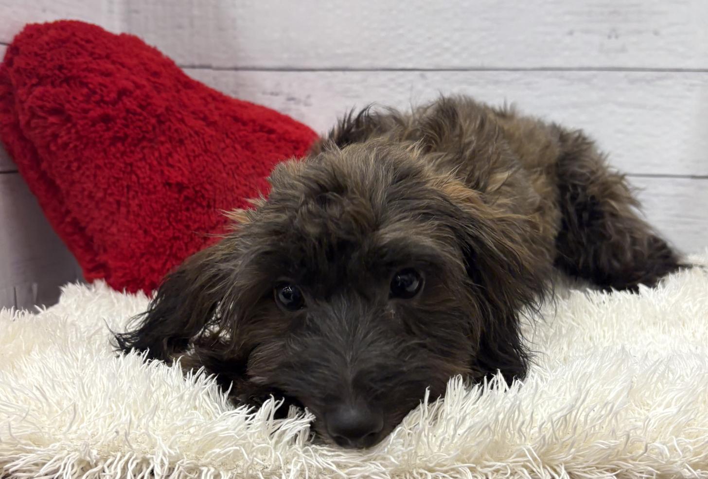 千葉県のパピプー(パピヨン×プードル) (ペッツワン佐倉店/2025年10月26日生まれ/男の子/ブラックタンホワイト)の子犬の3枚目の画像